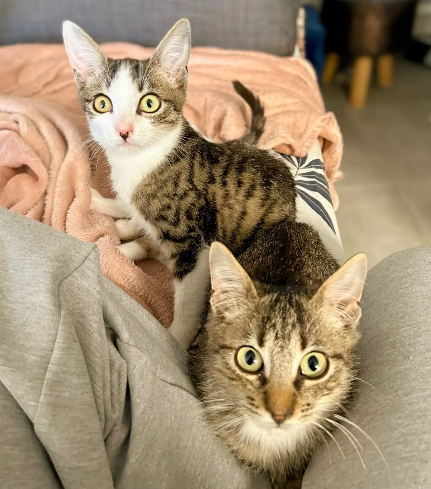 🤍 Lucky &amp; Marcus, les deux ins&eacute;parables &agrave; l'adoption 🤍

Voici Lucky (3&egrave;me photo) et Marcus (2&egrave;me photo), deux chatons de 3 mois qui ne sont pas fr&egrave;res&hellip; mais fr&egrave;res de c&oelig;ur, sans aucun doute