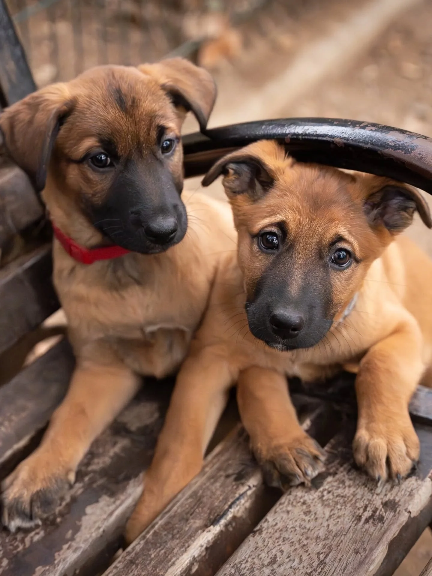 🍯 April &amp; Azur, les beaut&eacute;s caramel &agrave; l&rsquo;adoption 🍯

Voici April (collier rouge) et Azur, deux chiots femelles de 3 mois, crois&eacute;s malinois, aussi adorables que pleines de promesses.

Elles d&eacute;couvrent encore le m