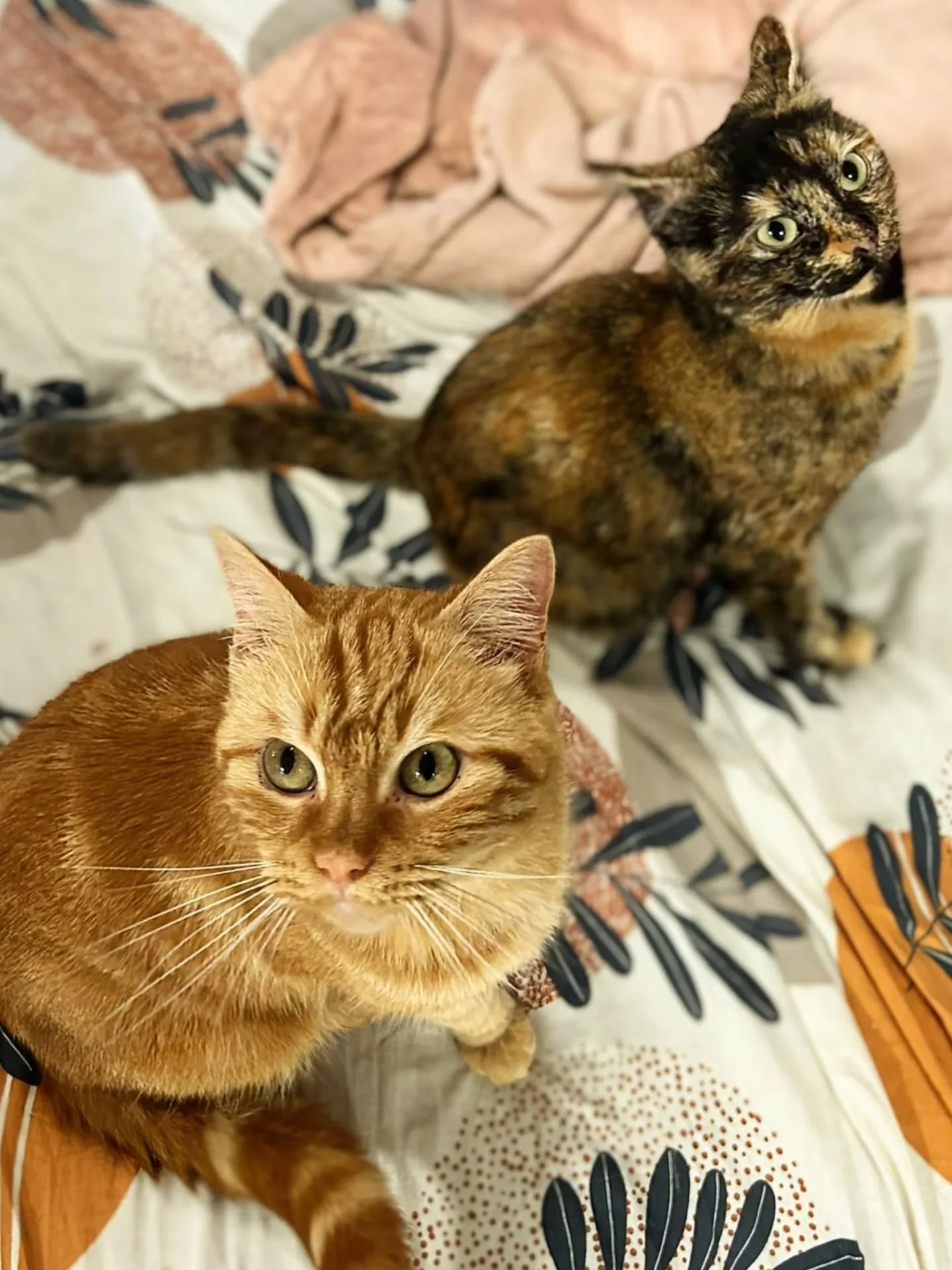 🫂 Simba &amp; Luna, les &acirc;mes jumelles &agrave; l'adoption 🐾

Voici Simba &amp; Luna, deux chats d&rsquo;un an, fusionnels et parfaitement compl&eacute;mentaires.
Ils ont grandi ensemble, se rassurent ensemble, dorment ensemble&hellip; et ils 