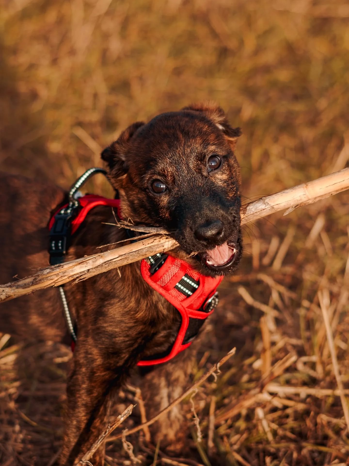 MAJ : R&eacute;serv&eacute;e 🏡
🌾 Ava, la petite p&eacute;pite pleine de joie 🌾

Voici Ava, chiot femelle berger hollandais de 3 mois, une v&eacute;ritable source de bonheur au quotidien.
D&egrave;s qu&rsquo;on la rencontre, difficile de ne pas cra