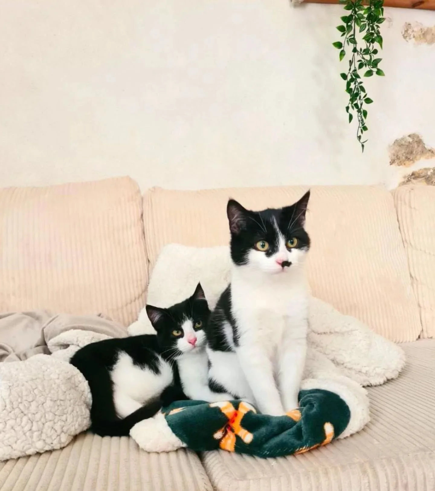 🖤 Ozzy &amp; Alfie, les fr&egrave;res d'amour &agrave; l'adoption 🤍

Voici Ozzy et Alfie, deux fr&egrave;res de 5 mois, aussi attachants l&rsquo;un que l&rsquo;autre, li&eacute;s par une complicit&eacute; &eacute;vidente et un amour fraternel touch