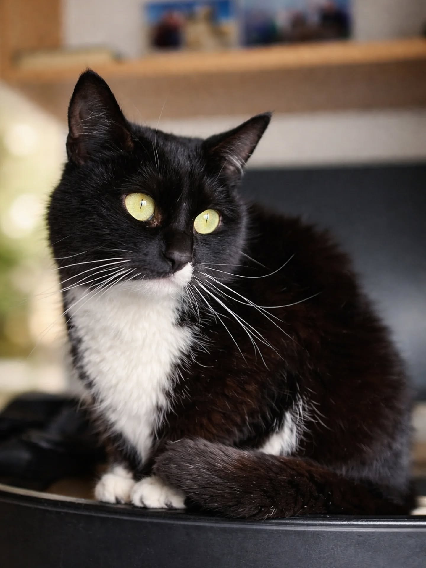 🌙 Luna, la petite &eacute;l&eacute;gante &agrave; l'adoption 🌙

Voici Luna, une jeune chatte de 4 ans, douce, vive et terriblement attachante.

Curieuse de nature, elle adore explorer son environnement, jouer avec les cannes &agrave; p&ecirc;che ou