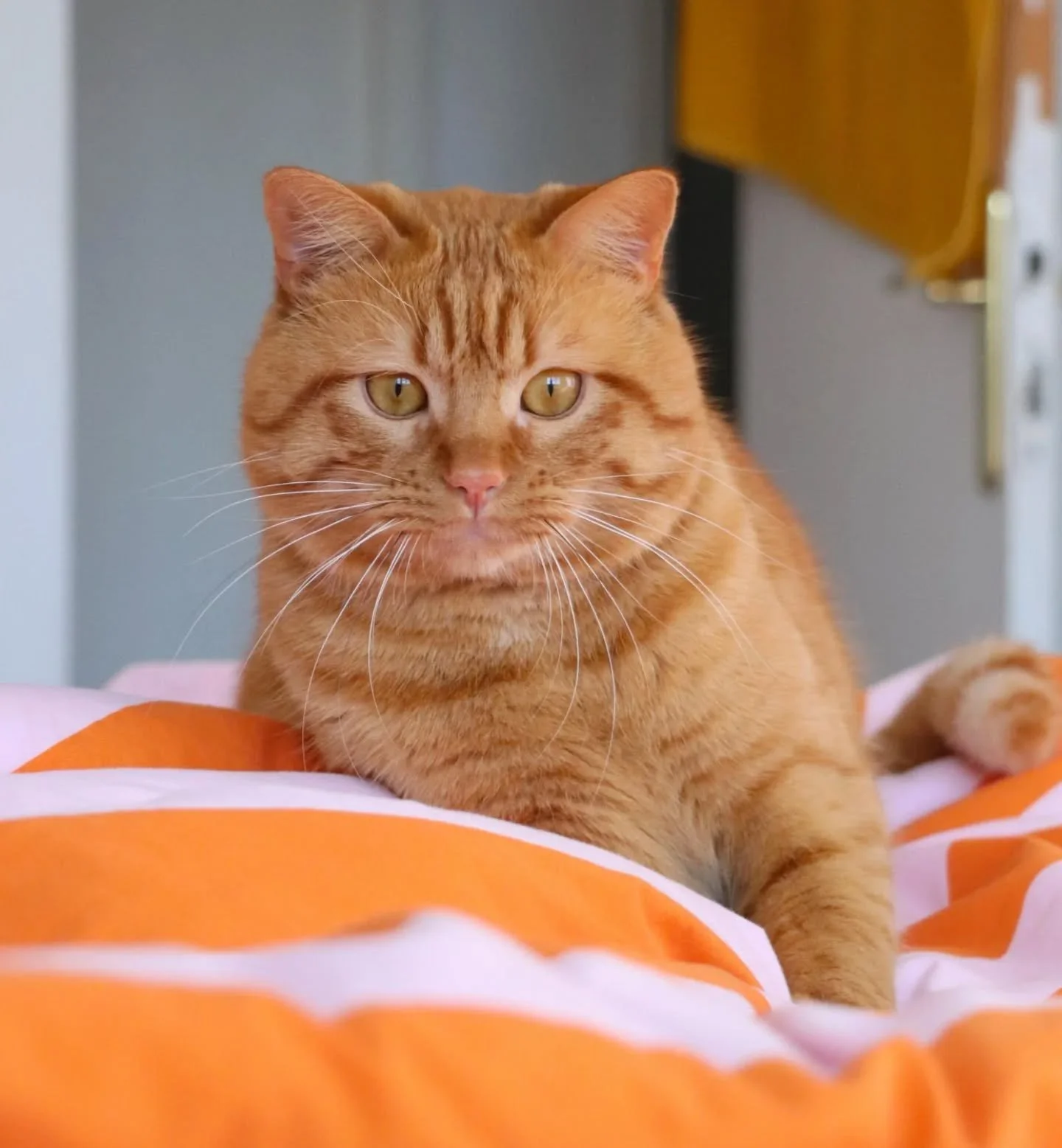 🐾 Simba, le tendre sensible &agrave; l'adoption 🧡

Voici Simba, adorable loulou de 1 an et demi, crois&eacute; British Shorthair, au c&oelig;ur en velours et au regard profond.

Naturellement craintif et tr&egrave;s sensible &agrave; son environnem