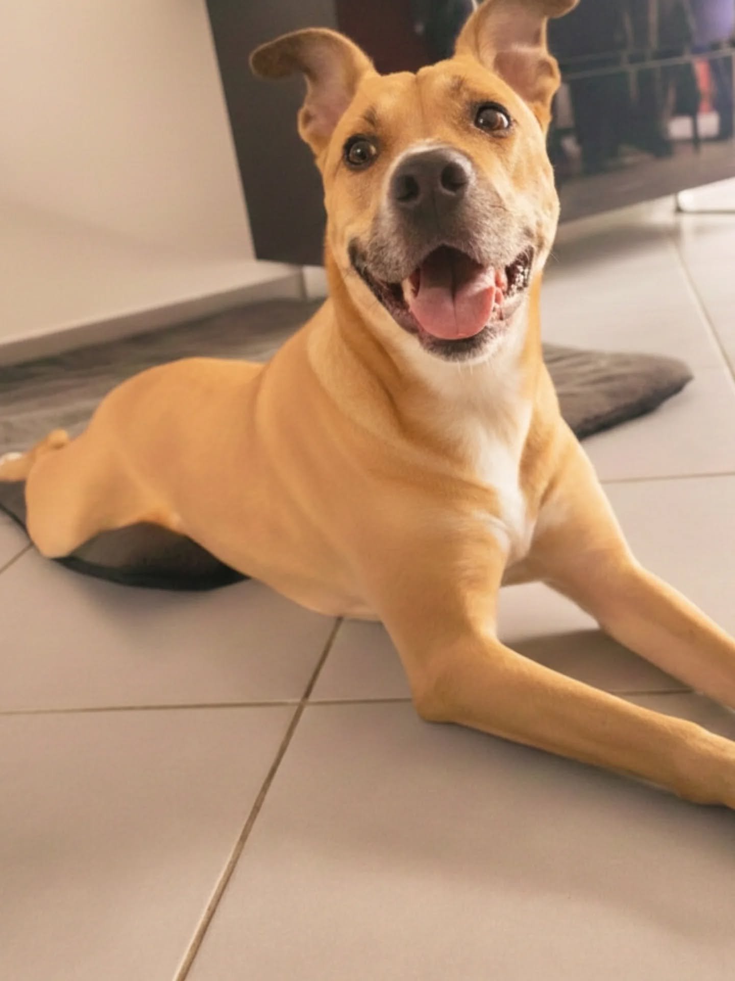 ☀️ Ma&iuml;a, la solaire sportive &agrave; l'adoption ☀️

Voici Ma&iuml;a, magnifique chienne de 7 ans, crois&eacute;e Boxer x Malinois, au c&oelig;ur tendre et au regard lumineux.
C&rsquo;est une cr&egrave;me absolue : douce, tr&egrave;s proche de l