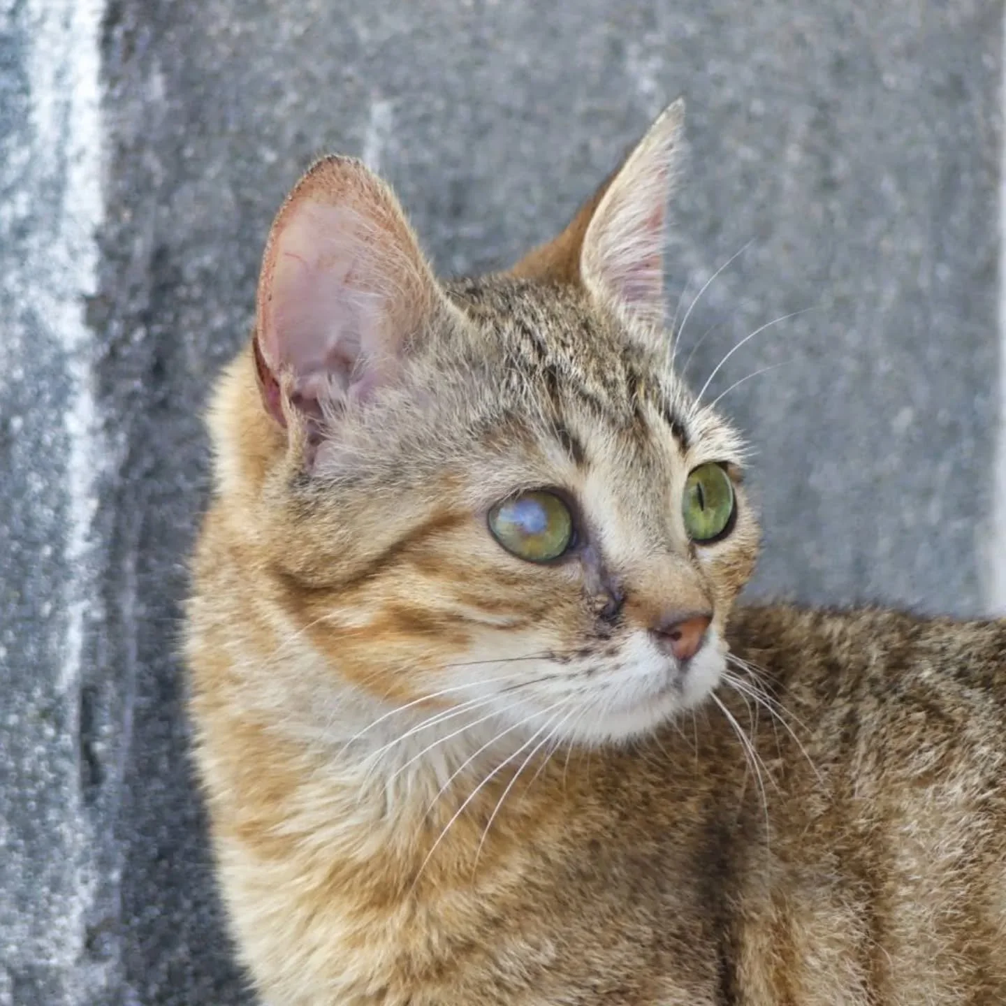 🤍 Va&euml;na, la mini puce &agrave; l'adoption 🤍

Voici Va&euml;na, adorable jeune chatte d&rsquo;1 an et demi, toute petite en taille (elle a &agrave; peu pr&egrave;s la taille d&rsquo;un chaton de 4 mois 🥹).
Une vraie mini-louloute, mais avec un
