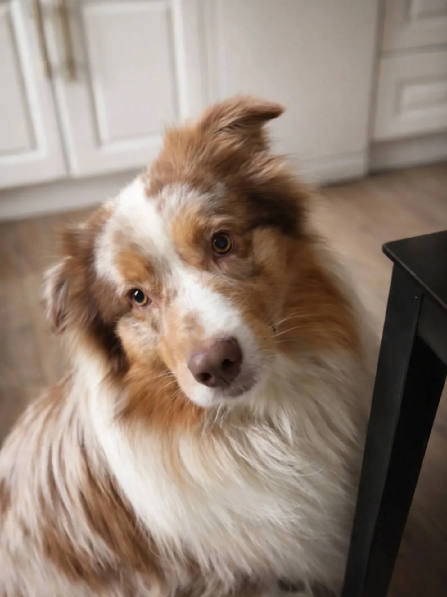 🤎 Urko, le grand tendre au regard irr&eacute;sistible &agrave; l'adoption 🤎

Voici Urko, magnifique berger australien merle rouge tricolore, bient&ocirc;t 3 ans.
Un chien adorable, proche de l&rsquo;humain et plein d&rsquo;amour &agrave; donner.

U