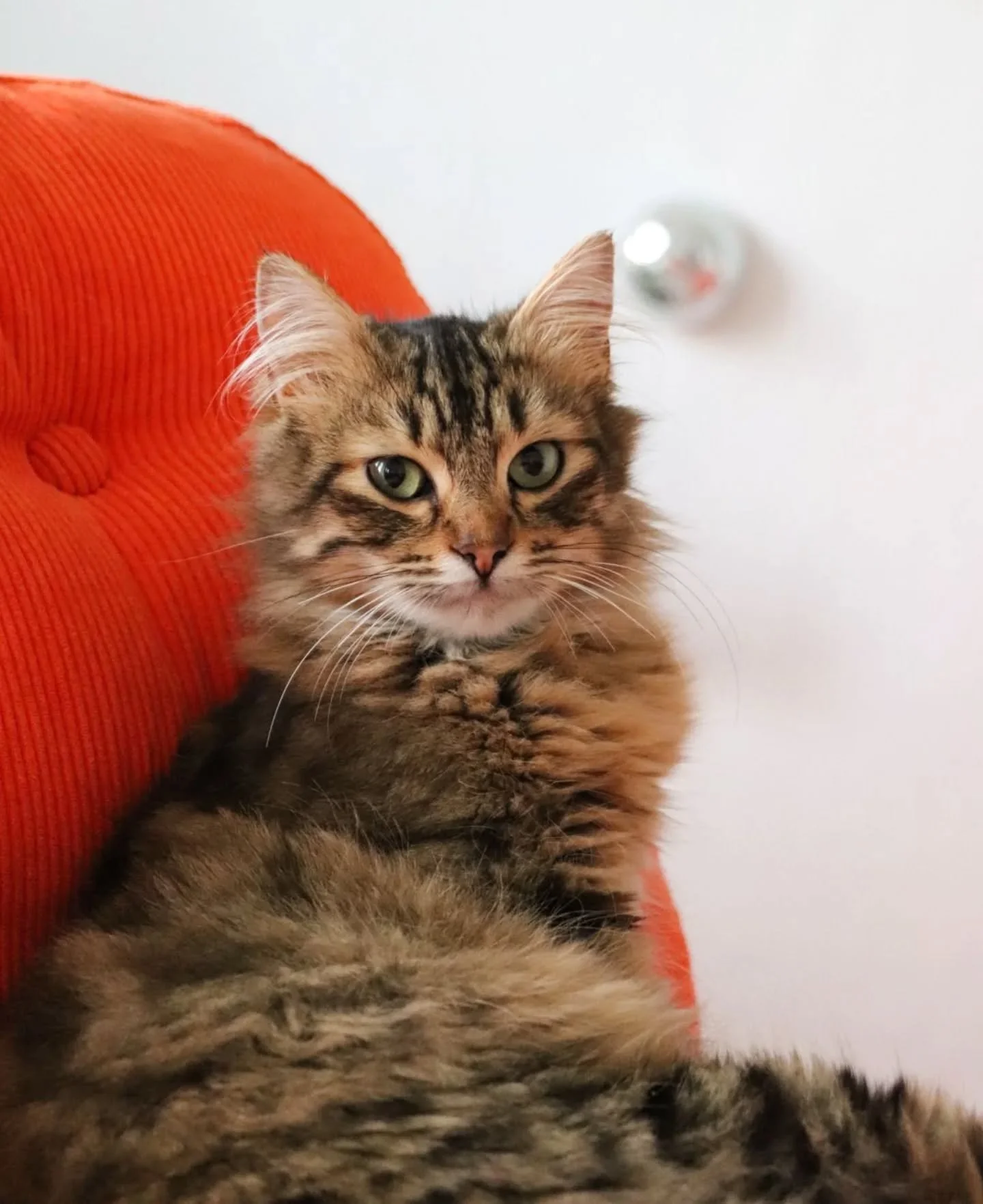 ​🧡 Gatsby, le petit explorateur bavard &agrave; l'adoption 🧡

​Voici Gatsby, un adorable chaton de 8 mois qui ne demande qu'&agrave; trouver sa famille pour la vie. C&rsquo;est un petit c&oelig;ur plein de vie, &agrave; la fois curieux et surtout T