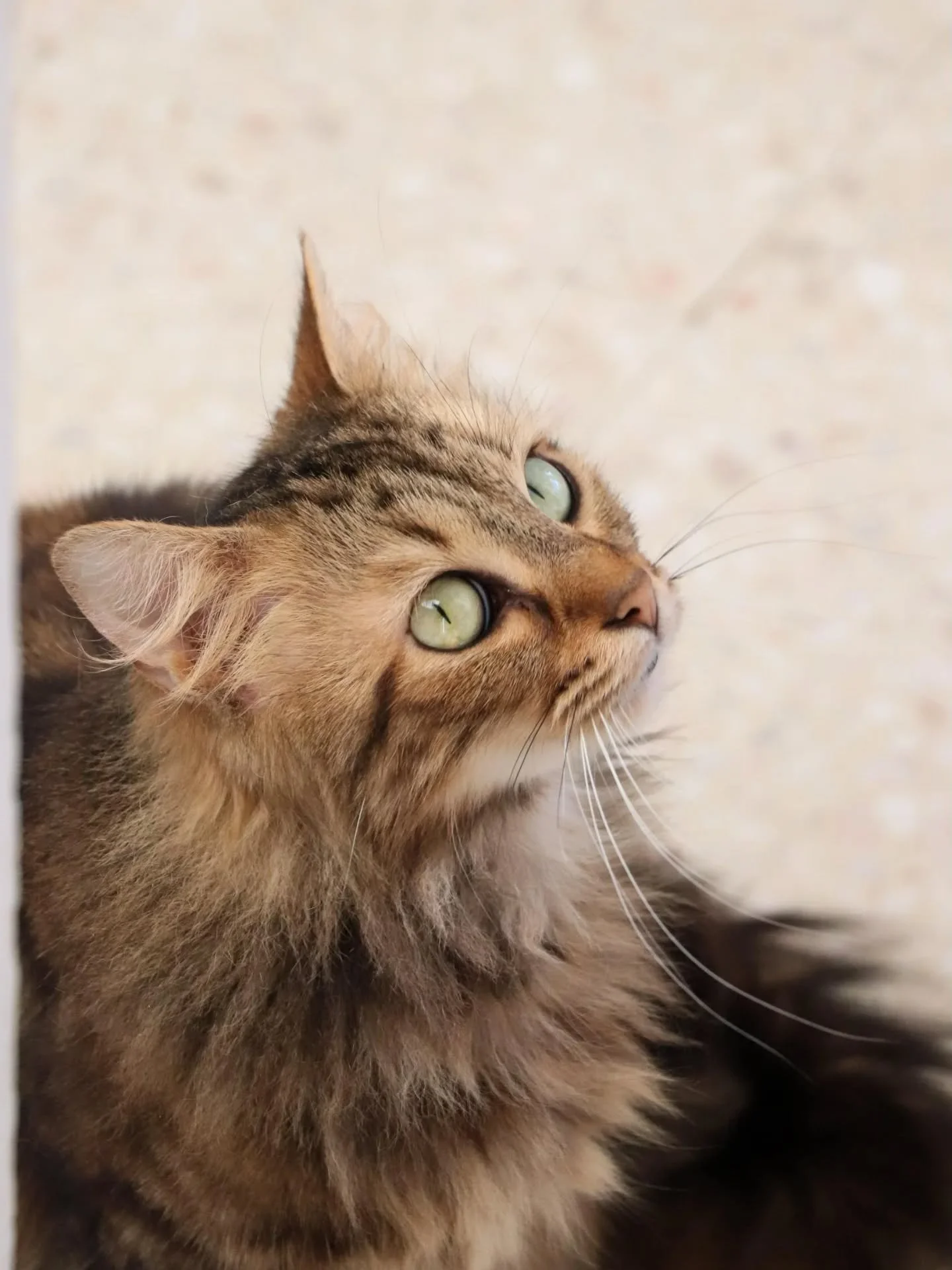 ​🤍 Gala, la reine de la sieste &agrave; l'adoption 🤍

​Voici Gala, une magnifique minette au regard captivant. V&eacute;ritable petite souveraine, elle a d&eacute;j&agrave; bien compris comment s'approprier son environnement !

​Gala, c&rsquo;est u