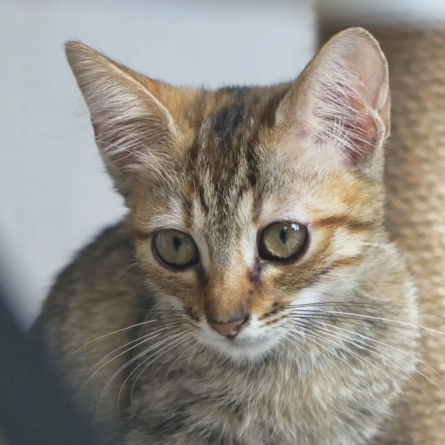 ​🤍 Amaya, la mini puce pleine de vie &agrave; l'adoption 🤍

​Voici Amaya, une adorable petite chatonne de 5 mois. Malgr&eacute; son &acirc;ge, elle est rest&eacute;e toute petite en taille, ce qui lui donne un charme unique de "mini-louloute&q