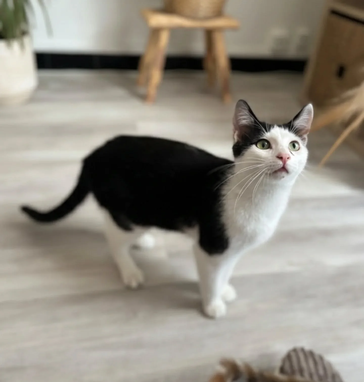 🤍 Funky, l&rsquo;adorable petit rondoudou &agrave; l&rsquo;adoption 🤍

Voici Funky, un craquant petit chaton de 7 mois. C&rsquo;est un v&eacute;ritable petit "rondoudou", aussi adorable que mignon !🧸 
Funky est un c&oelig;ur tendre, mais