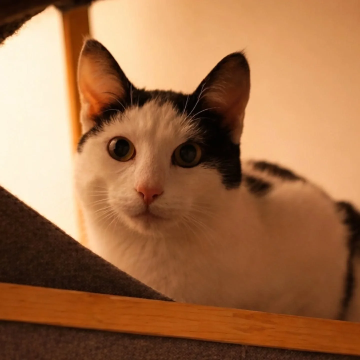 ✨ P&eacute;pite, la petite perle sensible &agrave; l'adoption ✨

Voici P&eacute;pite, une jolie minette de 8 mois, encore un peu timide mais pleine de potentiel 🐾

P&eacute;pite est une petite louloute sensible et r&eacute;serv&eacute;e. Elle n&rsqu