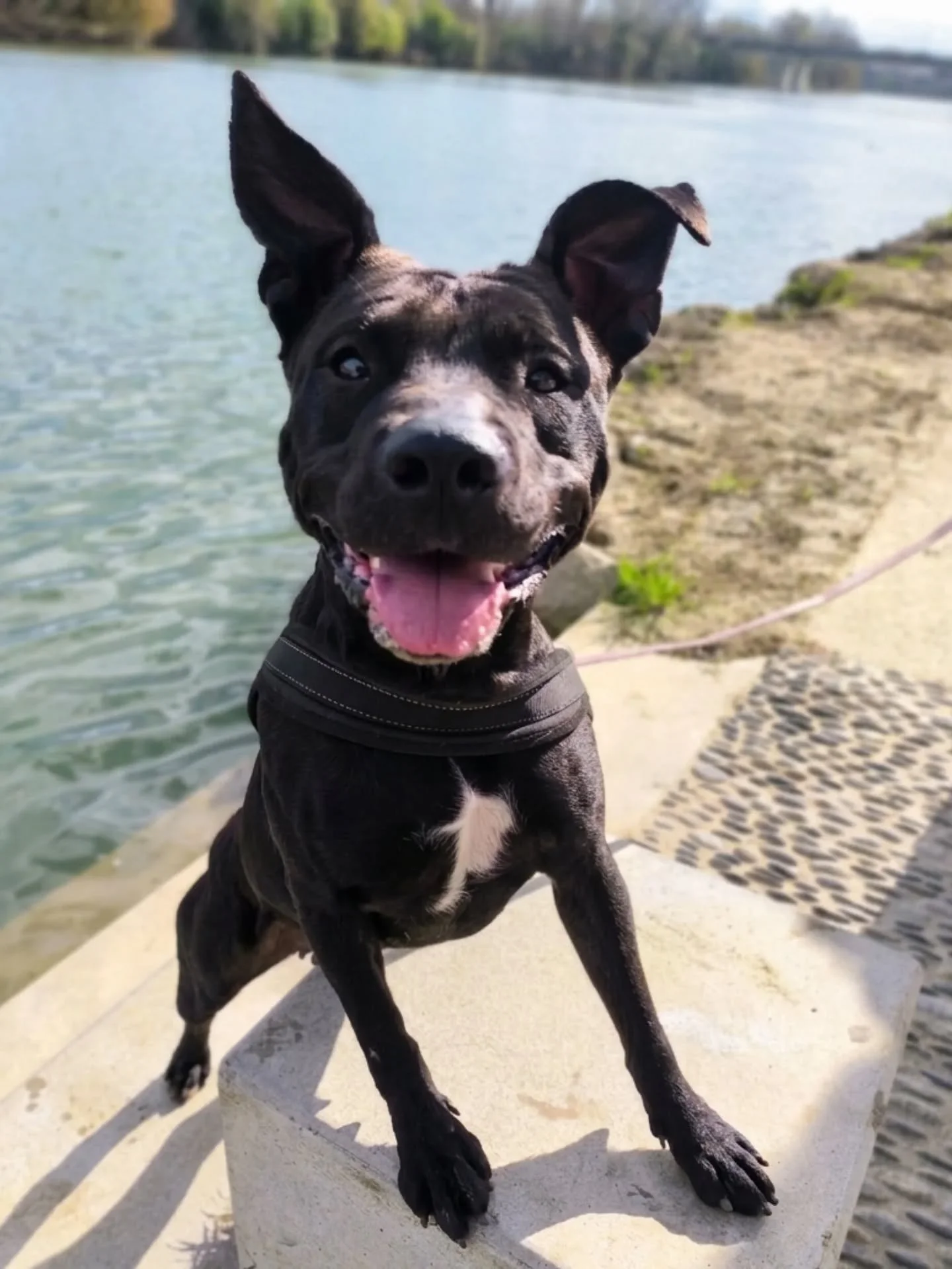 🔥 Amanda (Amy), la p&eacute;pite sportive et ultra attachante &agrave; l'adoption 🔥

Voici Amanda, dite Amy, une superbe louloute de 1 an et demi (2 ans le 30 juillet).
De type dogue non cat&eacute;goris&eacute;e, elle n&rsquo;attend qu&rsquo;une c