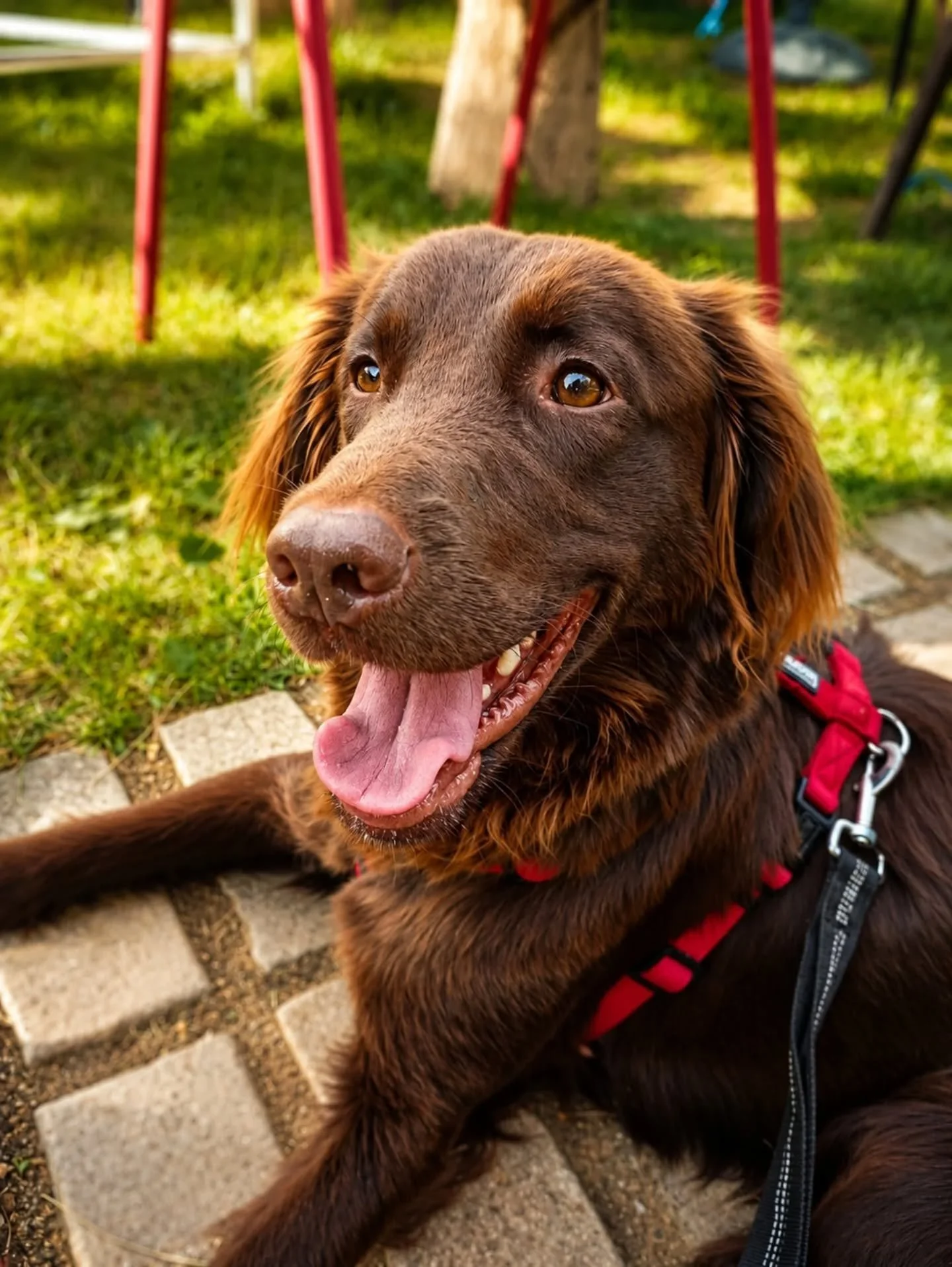 🌲💦 Diva, la perle chocolat&eacute;e amoureuse de la nature &agrave; l'adoption 💦🌲

Voici Diva, une magnifique louloute de type Setter Anglais marron chocolat de 1 an.

Douce, ultra-affectueuse et dynamique, elle n'attend qu'une chose : trouver sa