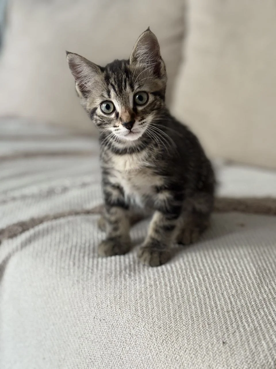 🐾 Rio
