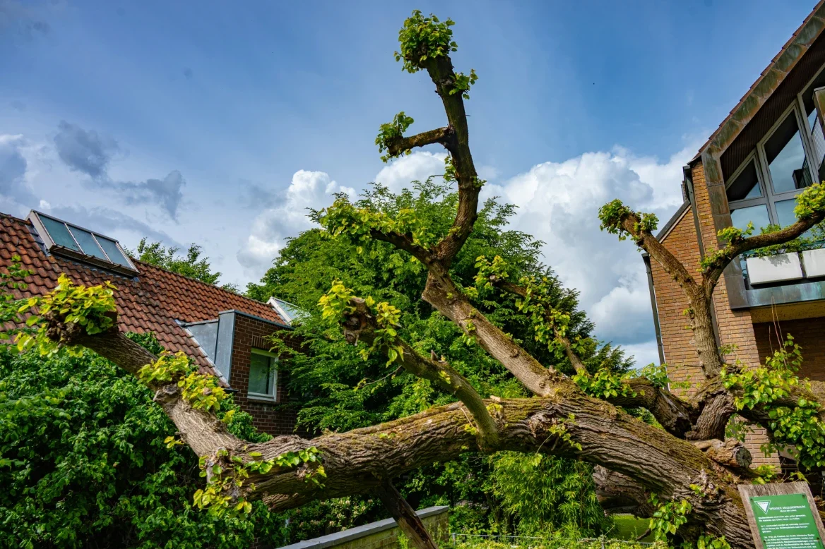How to Handle Overhanging Branches and Tree Disputes with Neighbors Safely and Legally
