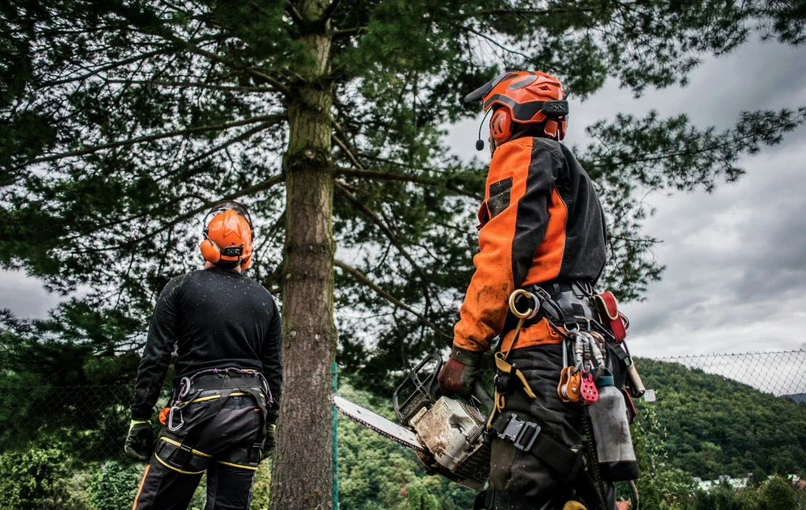 Arborist Ballina: Your Complete Local Guide