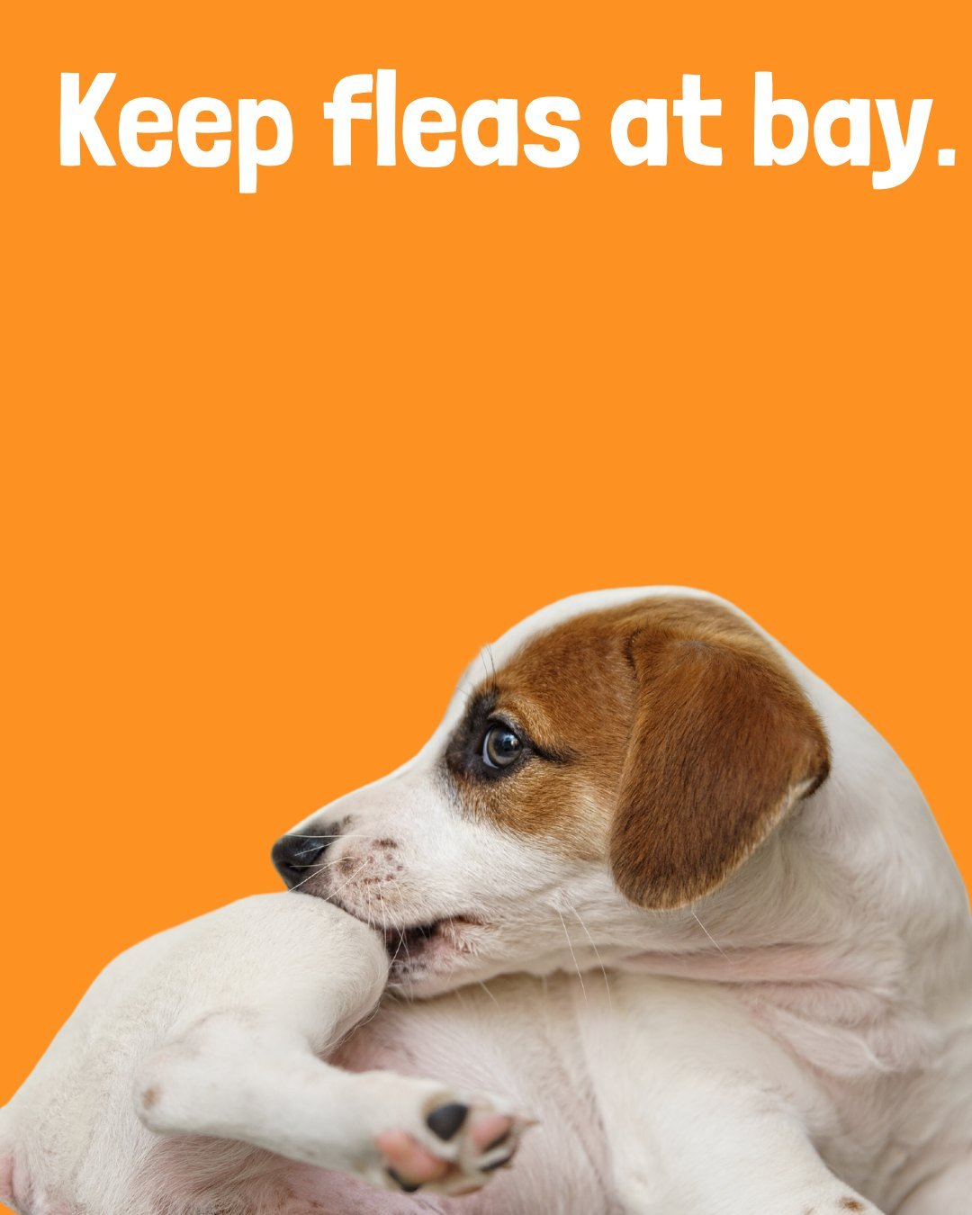 Spring and summer mean fleas and ticks are more active.
 Check your pet regularly &mdash; especially after time in long grass &mdash; and stay up to date with preventative treatments. A quick check could save your pet from discomfort or disease. 🐶🐱