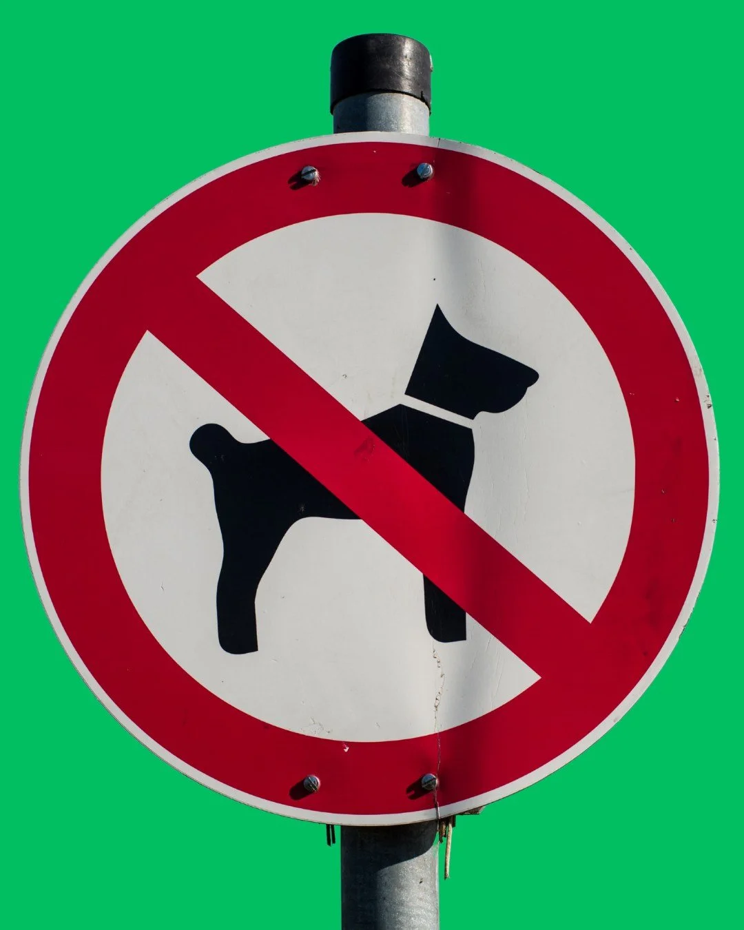 🐾 76% of homelessness accommodation providers have been asked for help by someone needing a place with their pet.

But only 38% are able to offer pet-friendly accommodation.

That means too many people are forced to choose between a roof over their 