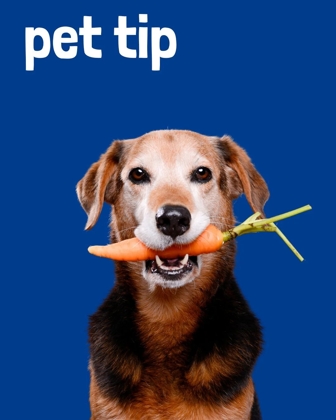 Looking for a healthy way to keep your pup cool? Try frozen veggie snacks! 

Many dogs love the crunch of frozen carrots, cucumber slices, or peas&mdash;they&rsquo;re refreshing, low-calorie, and super satisfying on a hot day.
Always supervise snack 