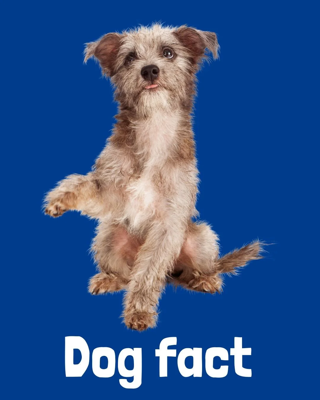 🐾 Did you know dogs can be left-pawed or right-pawed&mdash;just like us with hands?
You can find out by watching which paw they use first when giving a high five, reaching for a treat, or stepping forward. Some dogs are even ambidextrous! 🐶✨
It&rsq