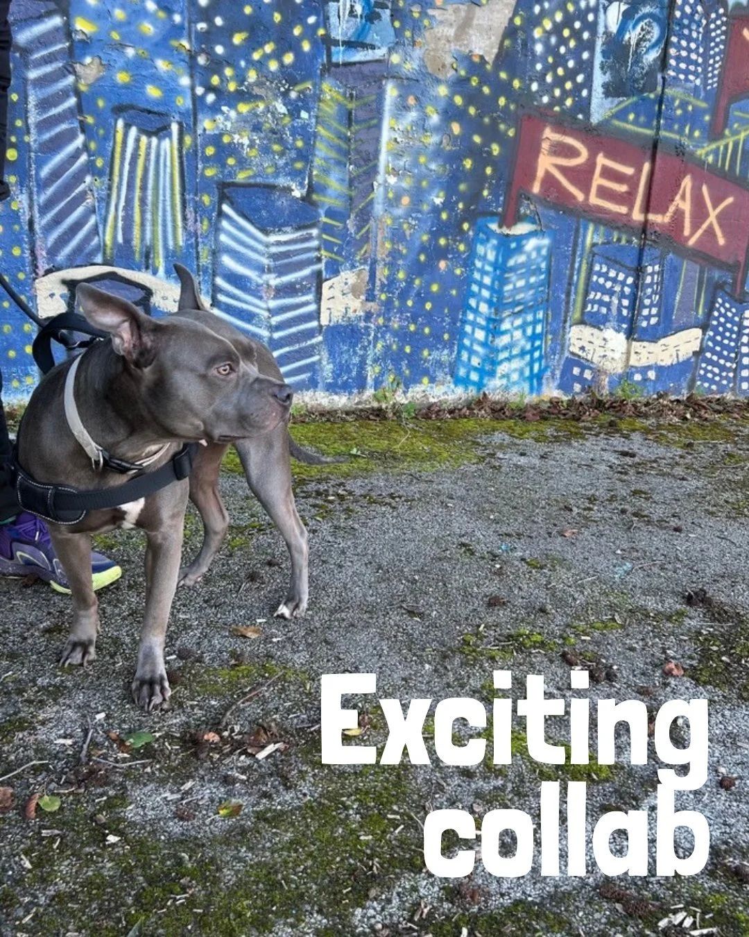 Liz has been working hard to help a very exciting collaboration come together and that has involved trying to get our client's lovely pets to 'play ball' and 'smile for the camera'! Never a dull moment but we are sure glad the professional photograph
