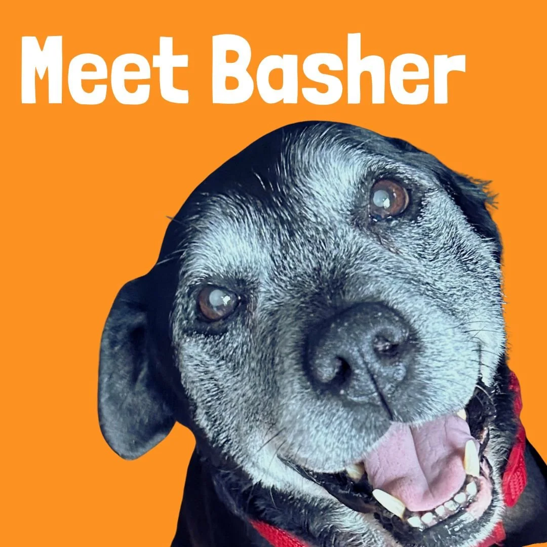 Meet Basher!

At 19 years old, Basher has lived a long and happy life by his owner&rsquo;s side. Rescued 16 years ago, the two have shared every single day together &mdash; from playful walks to quiet moments of companionship.

Recently, they faced a