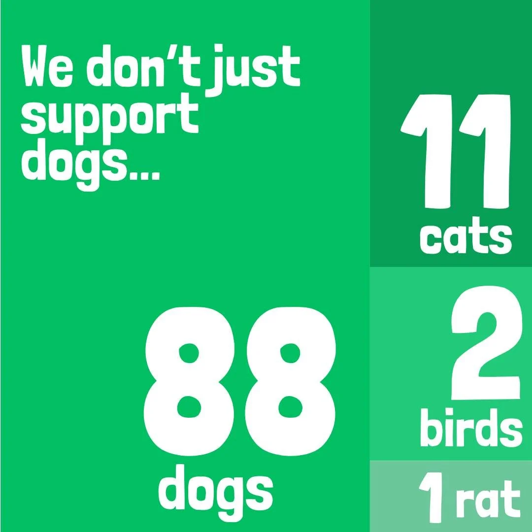 🐾 Street Paws isn&rsquo;t just here for dogs! 🐾

In the last year alone, thanks to your support, we&rsquo;ve provided care for:
 🐶 88 dogs
 🐱 11 cats
 🐦 2 birds
 🐀 1 rat
Because every companion matters. 💛 Whether they bark, purr, sqwark, or sq