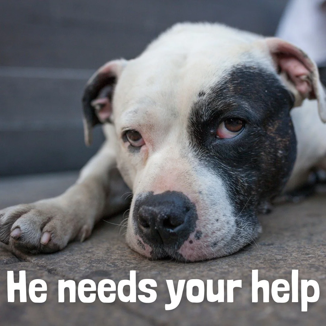 &ldquo;When I thought I had lost everything, I still had him. He&rsquo;s the only family I&rsquo;ve got.&rdquo; 💔
 
For many facing homelessness, pets are a lifeline &mdash; offering love, stability, and a reason to keep going. But with only 1 in 10