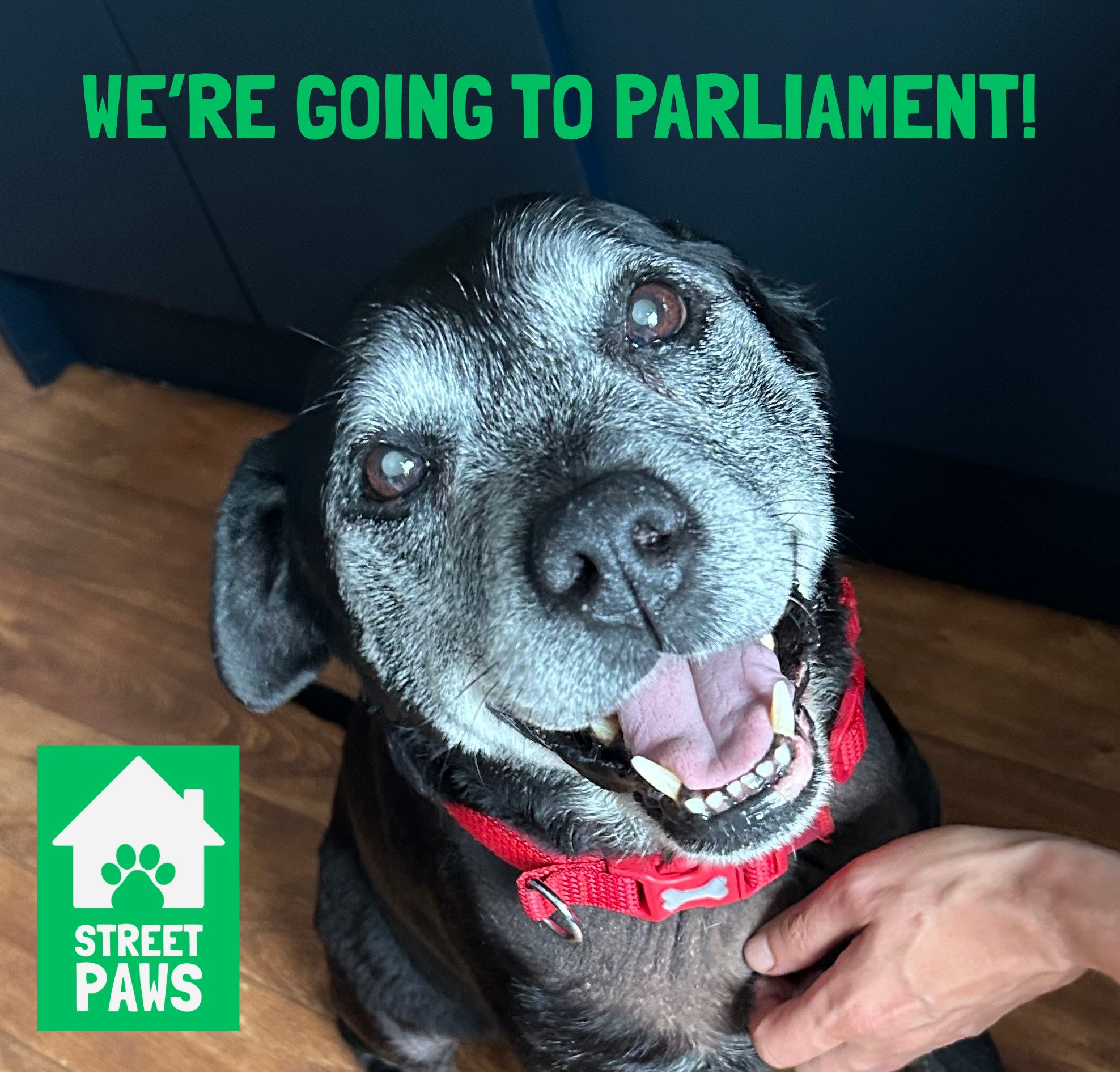 Looking Ahead to Speaking at Parliament 
 
We&rsquo;re so proud to share that Street Paws will be speaking at the APDAWG event on 9th December! 
 
Our vision: a future where homelessness never separates people and their pets. 
 
Street Paws stands up