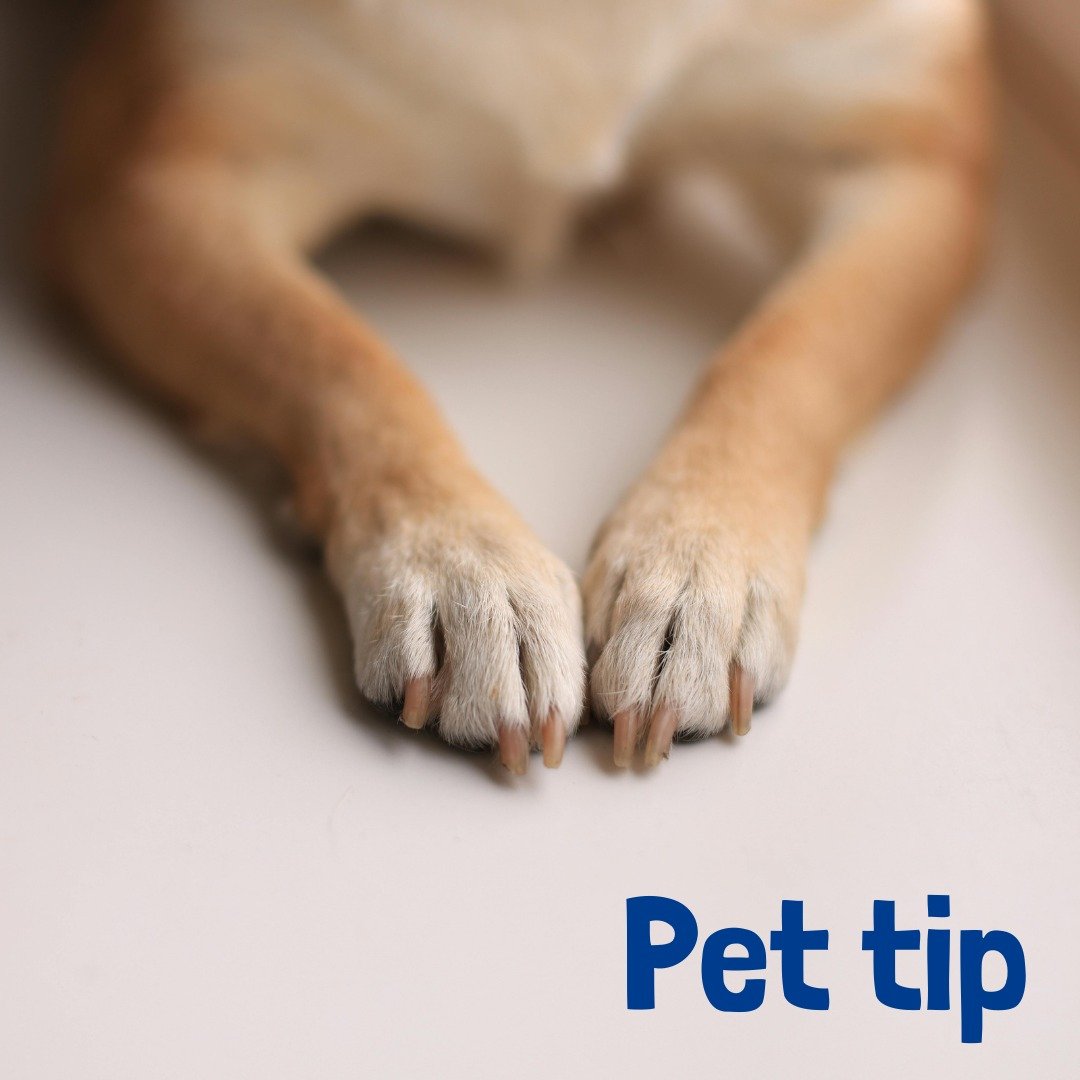 Don't Forget Those Paws! 

Did you know keeping your dog's nails trimmed is crucial for their comfort and long-term health? Overgrown nails can cause pain, affect their gait, and even lead to serious paw problems.
If you hear clicking on the floor, i