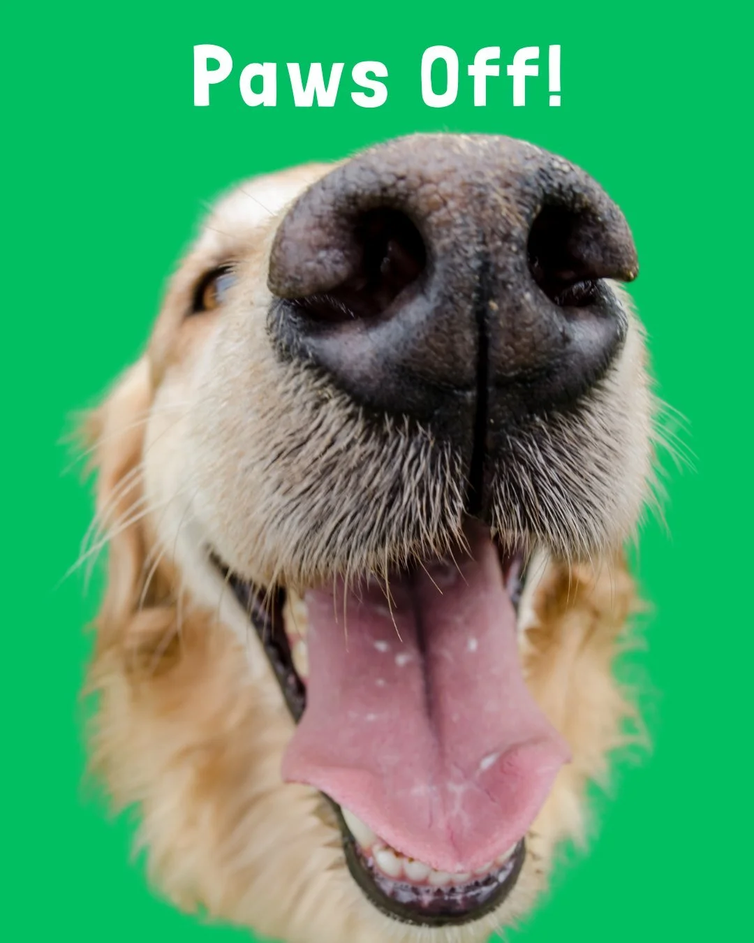 Keep Christmas Treats Away from Your Pets!

With all the festive fun, it&rsquo;s easy for curious paws to get into things they shouldn&rsquo;t &mdash; but many Christmas classics can be dangerous for dogs and cats.

❌ Chocolate
❌ Mince pies &amp; Chr