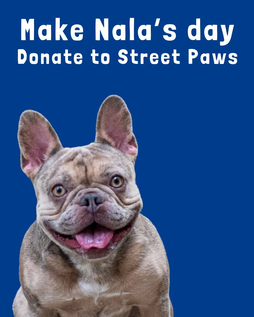This Christmas, kindness can change a life 
For people facing homelessness, a pet is family  warmth, comfort, and hope when everything else feels uncertain. But too often, people are still forced to choose between a safe place to stay and the animal 