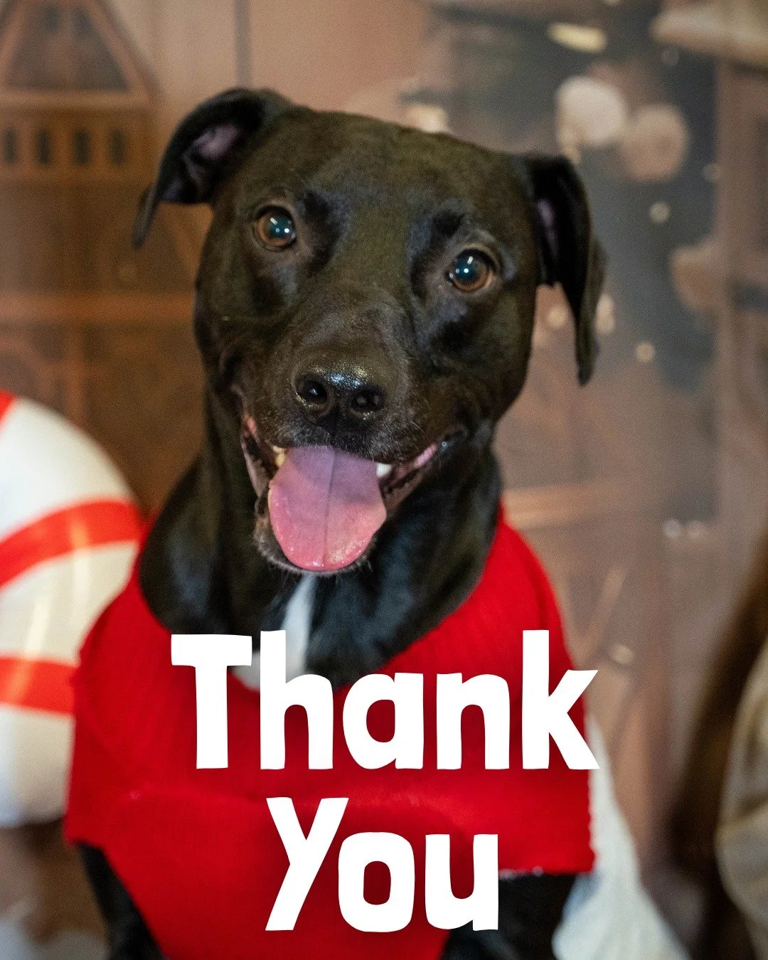 As this year comes to a close, we want to say thank you.

To every supporter, donor, volunteer, partner, vet, hostel, and advocate who has stood with Street Paws &mdash; you have helped keep people and their pets safe, supported, and together when it