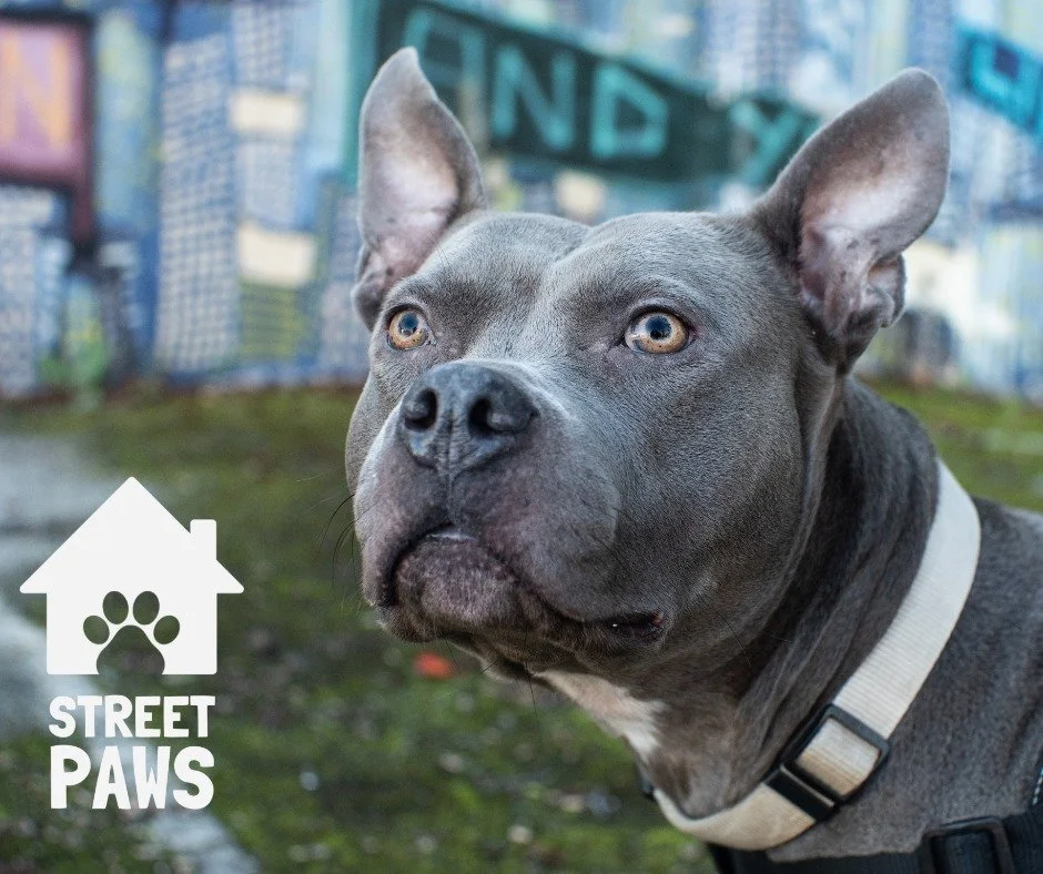 I bet you didn't know our Street Paws friends were calendar models?
This is Daisy. Miss January
 
Street Paws is proud to collaborate with @bigissuenorth on their 2026 calendar - a partnership that celebrates stories of resilience, companionship and 