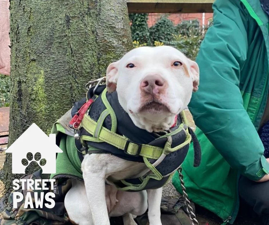 Family doesn&rsquo;t always look like four walls and a key.

Sometimes it looks like a lead, a sleeping bag, and unconditional loyalty.

Please use the link in our bio to sign up to our campaign so no one is left outside 

#nolo #streetpaws #noonelef