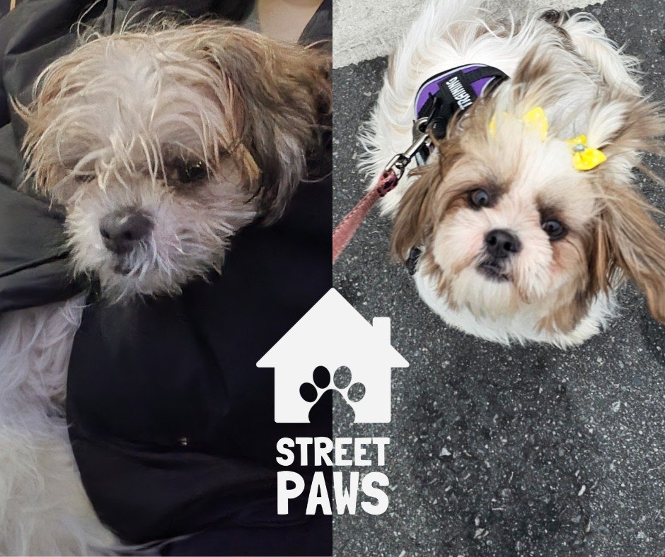 From weary to wonderful ✨

This is Rosie. In the first photo, you see a dog who looks a little weathered by life on the streets - fur messy, eyes tired, carrying the weight of rough sleeping alongside the person she loves. She is cared for deeply, bu