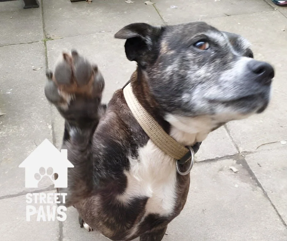 Got something planned this year? Turn it into something meaningful. 

Whether you&rsquo;re running, walking, baking, swimming, or hosting an event, you can fundraise for Street Paws and help keep people and their pets together. 

Every fundraiser hel