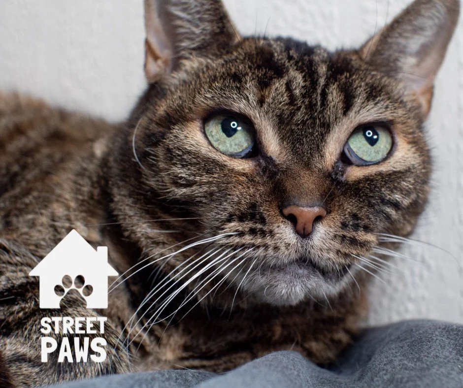 Did you know at Street Paws, we support ALL animals? Because homelessness doesn&rsquo;t just affect one species, and companionship doesn&rsquo;t come in only one form.

We just happen to share a lot of photos of dogs as they are the most common compa