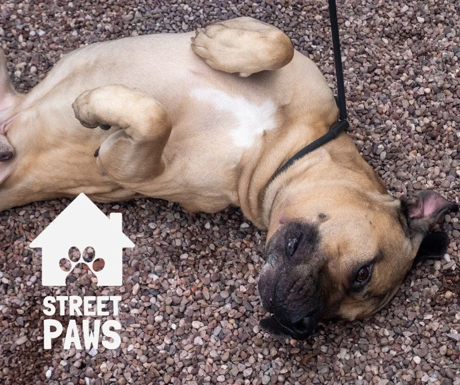 However your week ahead is looking, we hope there&rsquo;s at least one small moment of calm in it - maybe with a wagging tail involved. 💚🐾