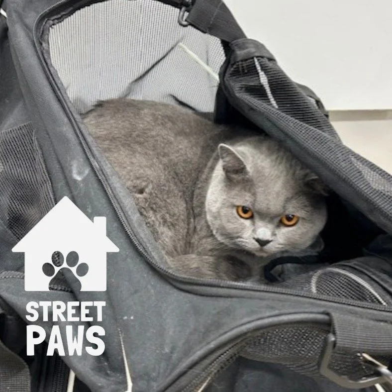 It might not be their forever home yet.
But it&rsquo;s indoors.
It&rsquo;s warmer.
And they&rsquo;re still together.

We love that most of all. 🐾💚