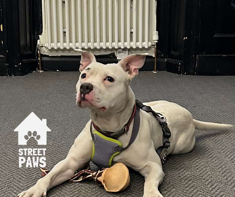 No Tricks, Just Treats