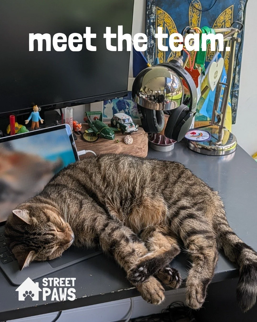 Today we introduce Sam, he lets his owner Ali, our I.T Trustee use his bed as a laptop when he asks politely. 

Does your pet have a spot they love to sleep in that just looks plain uncomfortable?!