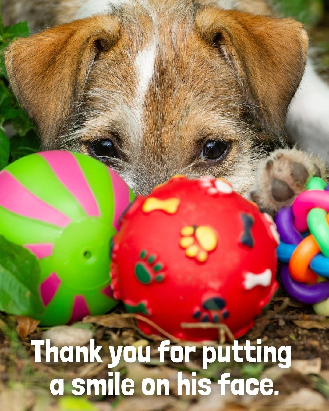 We received a lovely box of goodies, sent from a very kind supporter this week. The people and pets we work with are rich in love and affection for each other but the cost of a treat for their pet is not always in reach. We have an Amazon wishlist th