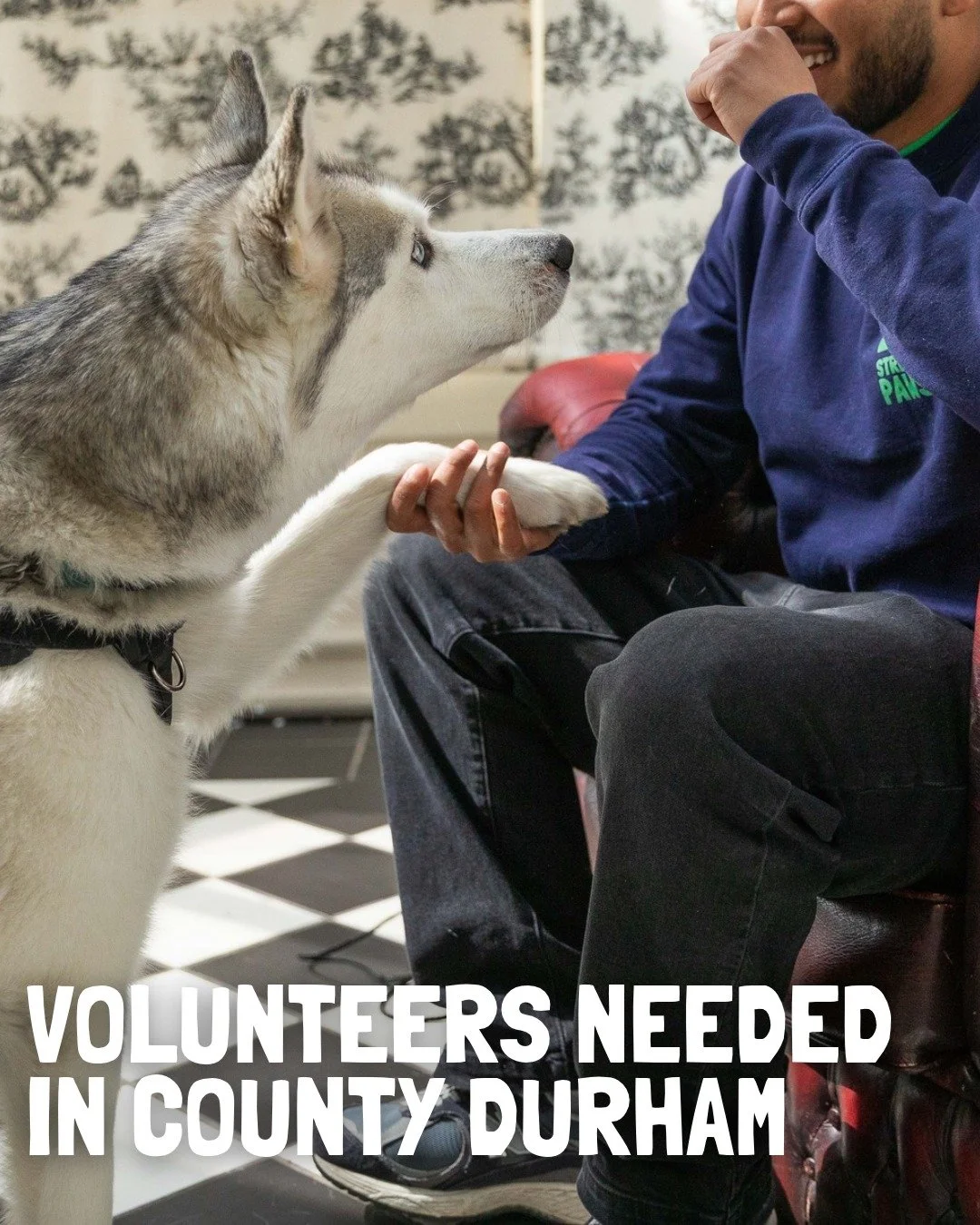 UPDATE: Thank you so so much for the incredible response to this. We have had so many applications we are going to pawse (sorry, couldn't help myself) the ad for now to allow time to process all the applications. Thank you for being so awesome!

Do y