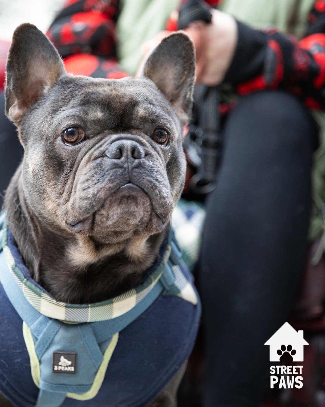 Yes we are still angry about that &lsquo;debate&rsquo; last week. Including the assumption that pets of people experiencing homelessness are being mistreated or are not cared for. 

Let&rsquo;s look at the research; A UK study found dogs owned by hom