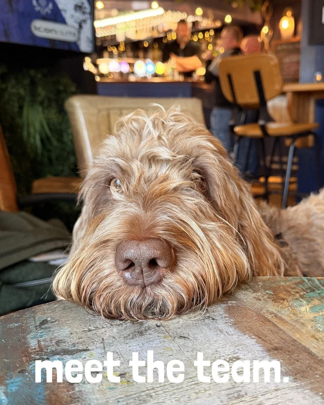 We have been lucky enough to welcome a host of new trustees to the Board and with that a whole new cast of surprise additions to Teams calls!

First in line for an introduction is the unbelievable gorgeous Lupo - she is a 3-year old Spinone. She live
