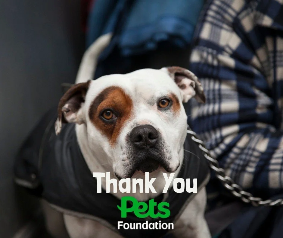 This year we have been fortunate enough to receive funding from @petsfoundationuk. 

This funding has allowed our small charity to support 41 hostels to become pet friendly, respond to 982 requests for support and cover the cost of 200 vet appointmen