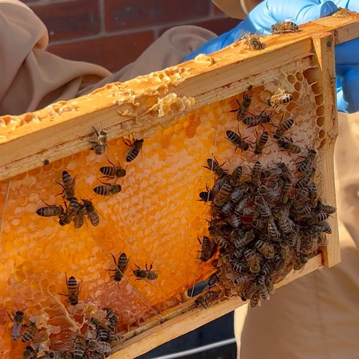 🐝 What a buzz! 🤍

A huge thank you to everyone who joined us for Meet the Bees 2026 yesterday and today! 🐝✨

It was fantastic to welcome back @wildbloom_academy to Soapworks and give everyone the chance to discover the hives on our rooftop, learn 