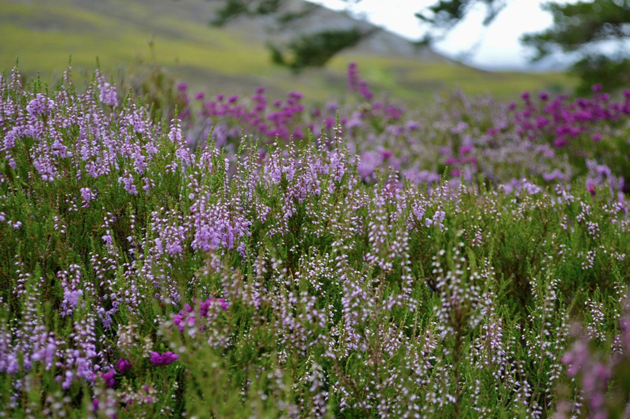 Field of heather in Scottish Highlands