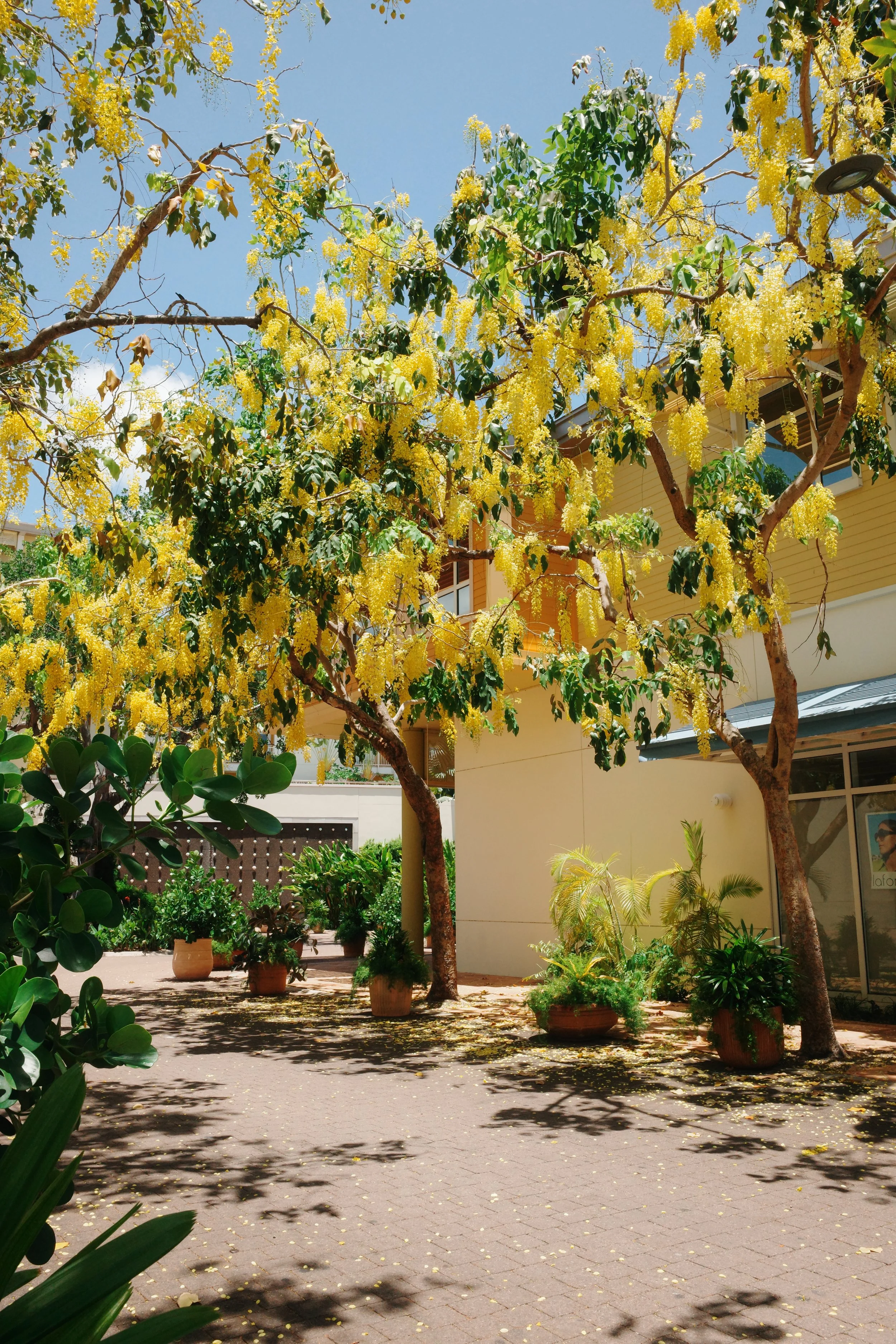 Realising there's the Golden Shower Tree season on the Cayman Islands